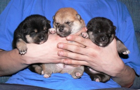 Shiba inu �t���tka s PP