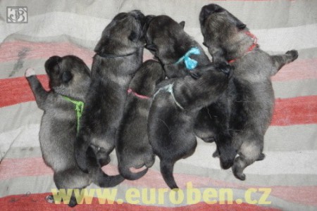 Norsk� los� pes �ed� - �t��ata na prodej