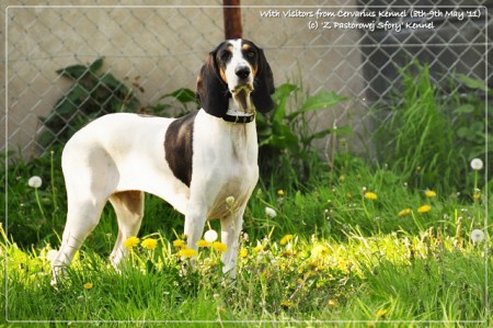 BERNSK� HONI� �t���tka