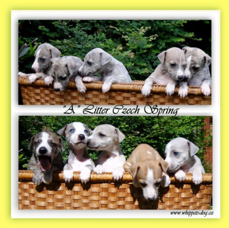 nab�z�me �t���tka vipeta (whippet) vysok� exteri�rov� kvality