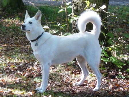 od Dvou cedr� Chanyah de Solemel