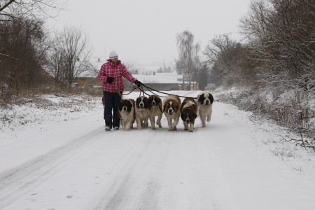 z Linie Romanovc�