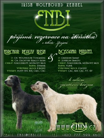 Irsk� vlkodav �t���tka : Irish Wolfhound Puppies