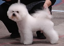 Mult.ch. GIGOLO BLANC Ze Zlat� Jalny