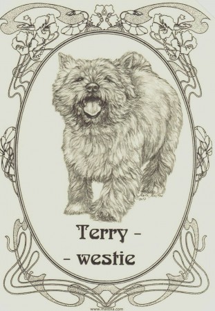 Chovatelsk� stanice-TERRY-WESTIE -reg. FCI  592-96