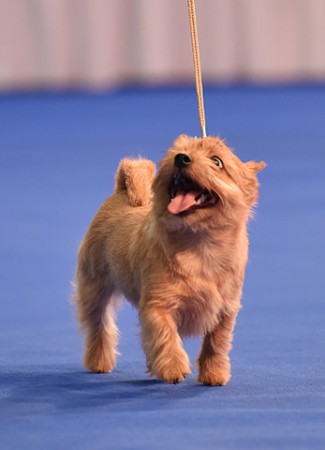 C.I.B.CH.LETTY JESS Terry-Westie-barva �erven�
