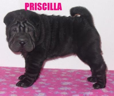 Shar-pei �ern�, zlat�