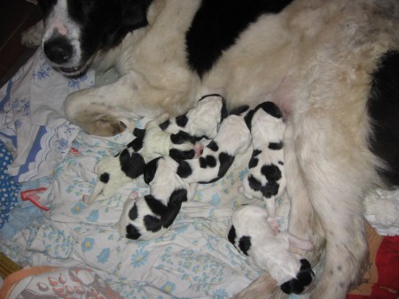 �t���tka  Ch.Anatarso z Brou�kova dvora a Jch.Dantte White S�rius