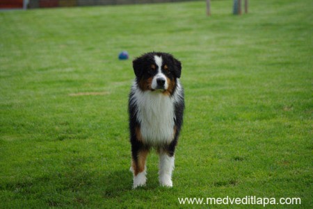 Silver Dream Aussie�s Krazy Krizzy