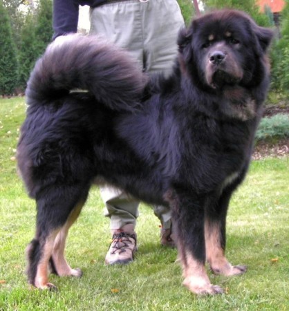 Tibetsk� doga �t��ata
