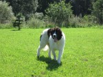 Jch.,Ch.Anatarso z Brou�kova dvora