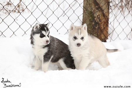 Siberian husky �t��ata