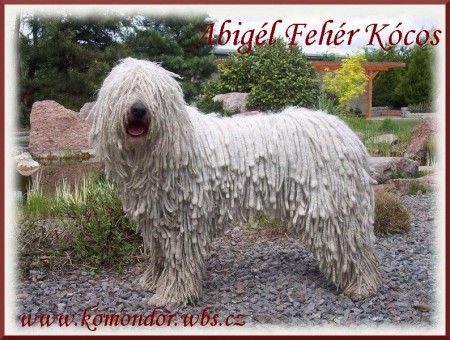 Abig�l Feh�r K�cos
