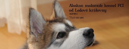 od Ledov� kr�lovny d��ve Vlci severu