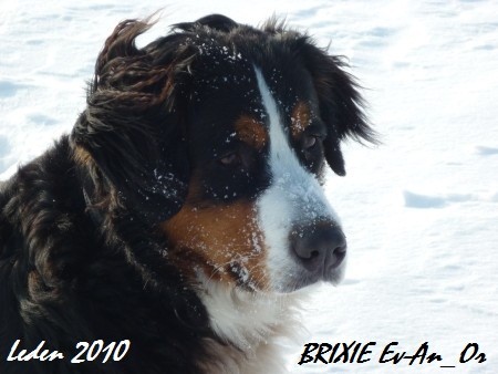 BRIXIE Klenot Vyso�iny