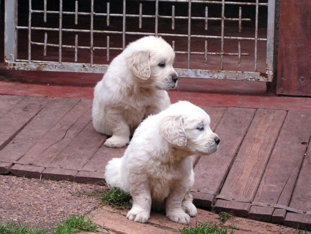 ZLAT� RETRIEVER