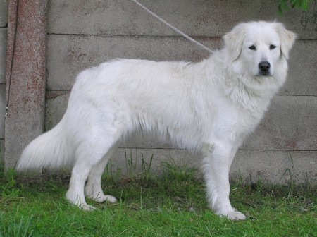 zLubensk�ch hvozd�