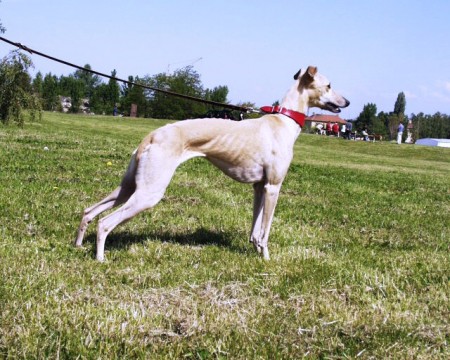 Beana - Lynn L�sky dar