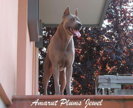 PLUMS�JEWEL