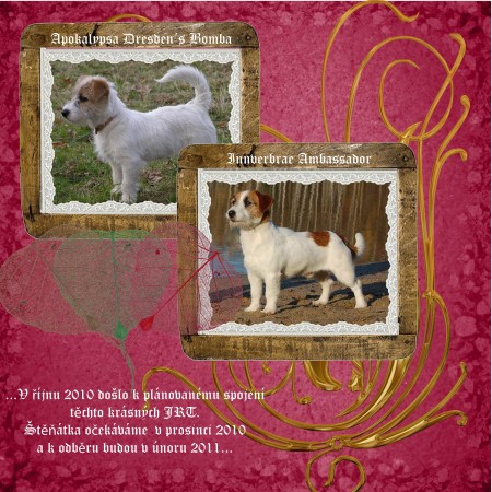 Prod�m �t���tka Jack Russell Terrier s PP