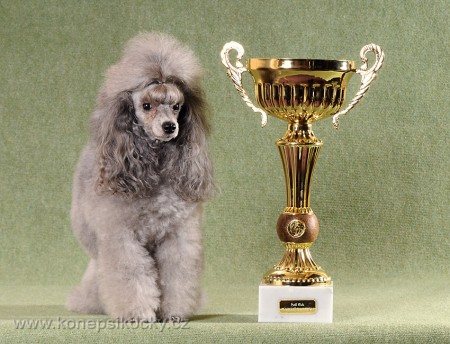 Zsa-Zsa silver Kladensk� romance GCH