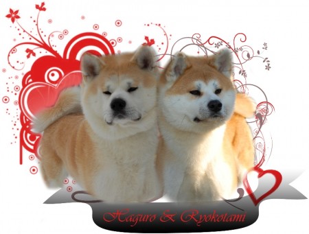 Nab�dka �t���tek Akita inu