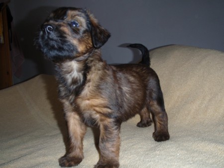 Briard - plav� a �ern� �t���tka