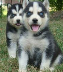 Sibirsk� husky -