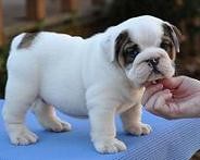  Anglick� buldog