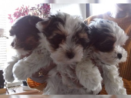 Biewer yorkshire - �t���tka s PP