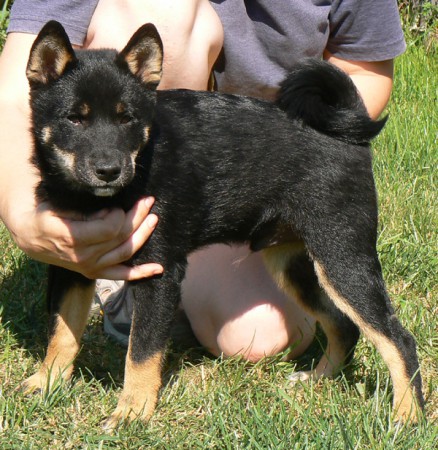 �t�n� shiba inu
