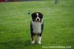 Silver Dream Aussie�s Krazy Krizzy