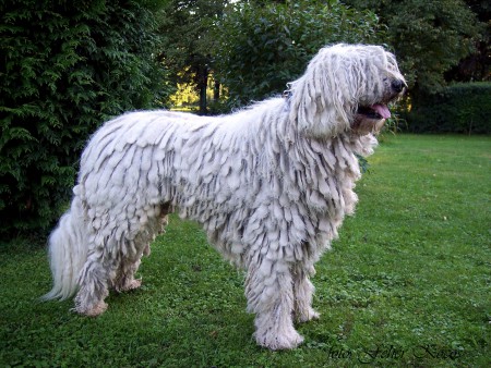 Cerberus Feh�r K�cos