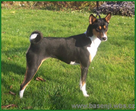 Z�znam na �t�nata basenji 