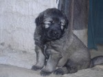 Z MO�T�NSK�HO DVORA