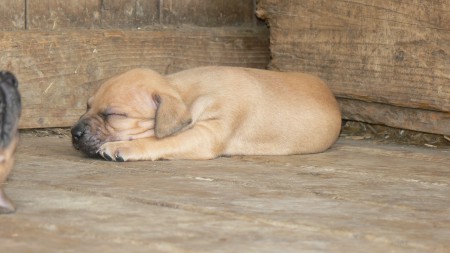 �t��ata APBT - pitbull s PP