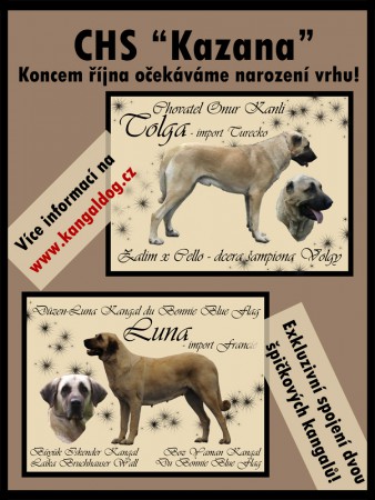 Kangal (Anatolsk� pasteveck� pes)