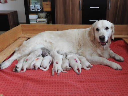 Zlat� retr�vr/Golden Retriever s PP