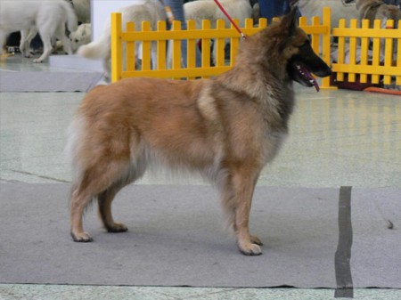 ALEXIS Almur Royal-  Slovensk� �ampion kr�sy