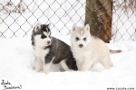 Siberian husky �t��ata