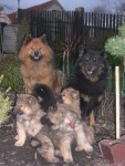 EURASIER -�t��ata