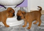 prod�m 2pejsky �erven� barvy