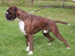 GrandCh. Lukas z Dyboh�rky