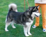 ABIGAIL LADY OD LEDOV� KR�LOVNY
