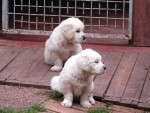 ZLAT� RETRIEVER