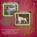 Prod�m �t���tka Jack Russell Terrier s PP