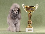 Zsa-Zsa silver Kladensk� romance GCH