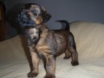 Briard - plav� a �ern� �t���tka