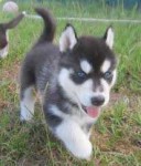 Rozko�n� modr� oko sibi�sk� husky