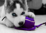 sibi�sk� husky �t��ata